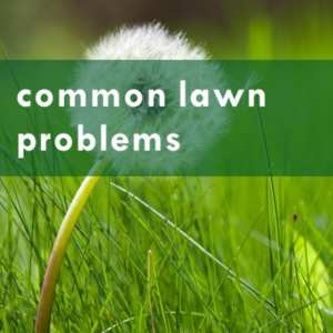 common lawn problems