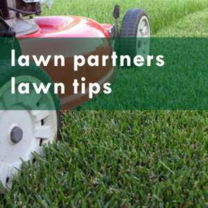 lawn partners top tips